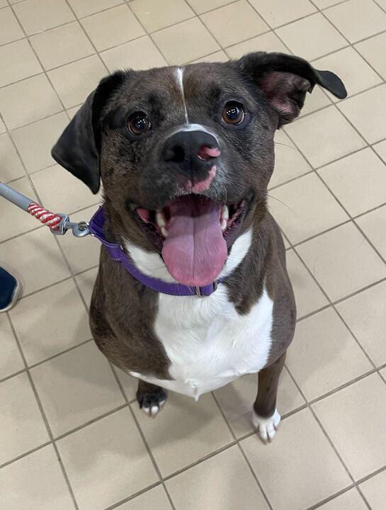 Zeva, a ADOPTABLE mixed breed in Jackson, MI image 2/5