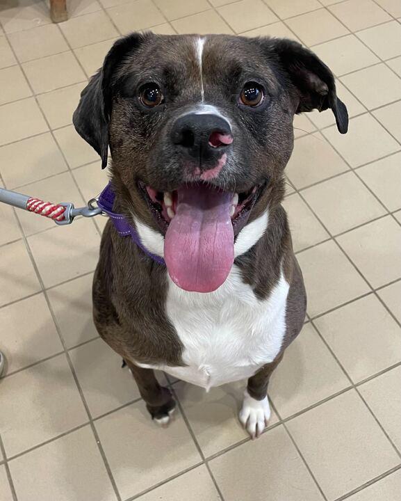 Zeva, a ADOPTABLE mixed breed in Jackson, MI image 1/5