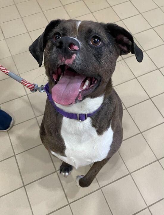 Zeva, a ADOPTABLE mixed breed in Jackson, MI image 4/5