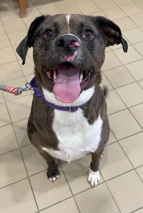 Zeva, a ADOPTABLE mixed breed in Jackson, MI image 3/5