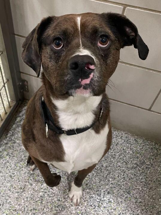 Zeva, ADOPTABLE, Adult Female American Staffordshire Terrier.