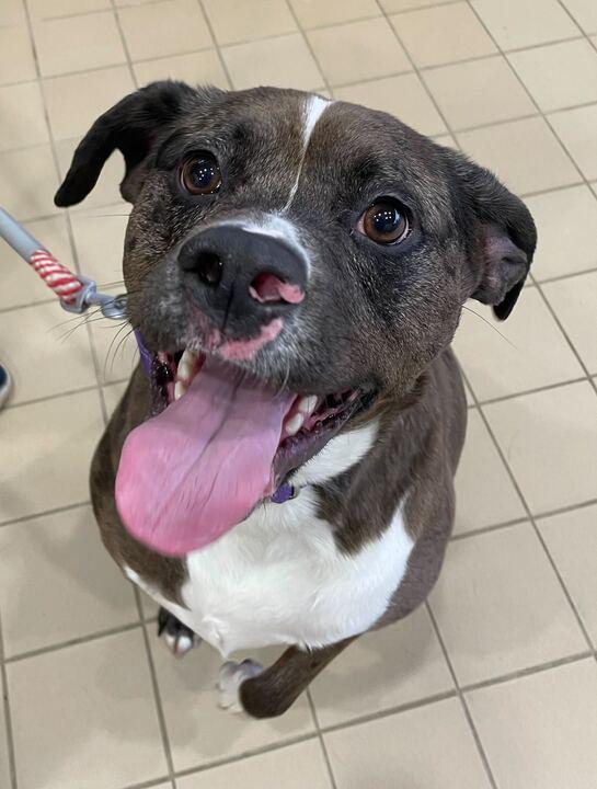 Zeva, a ADOPTABLE mixed breed in Jackson, MI image 5/5