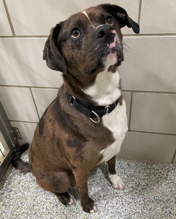 Enlarge Zeva, a ADOPTABLE mixed breed in Jackson, MI image 2/5