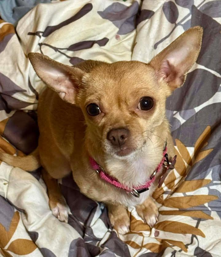 Lita, a Adoptable Chihuahua in Buffalo, NY image 1/2