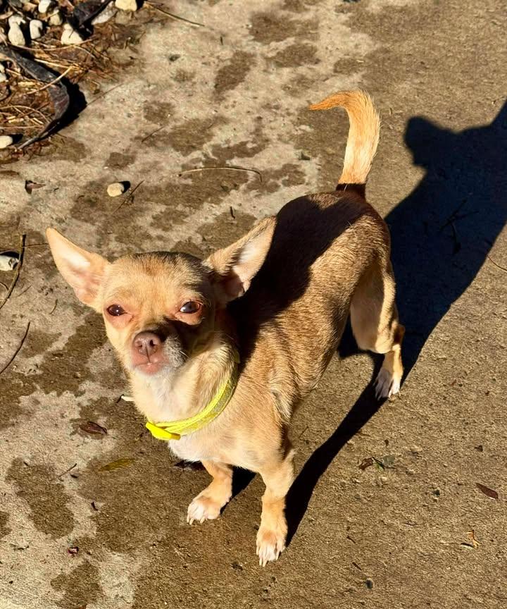 Lita, a Adoptable Chihuahua in Buffalo, NY image 2/2