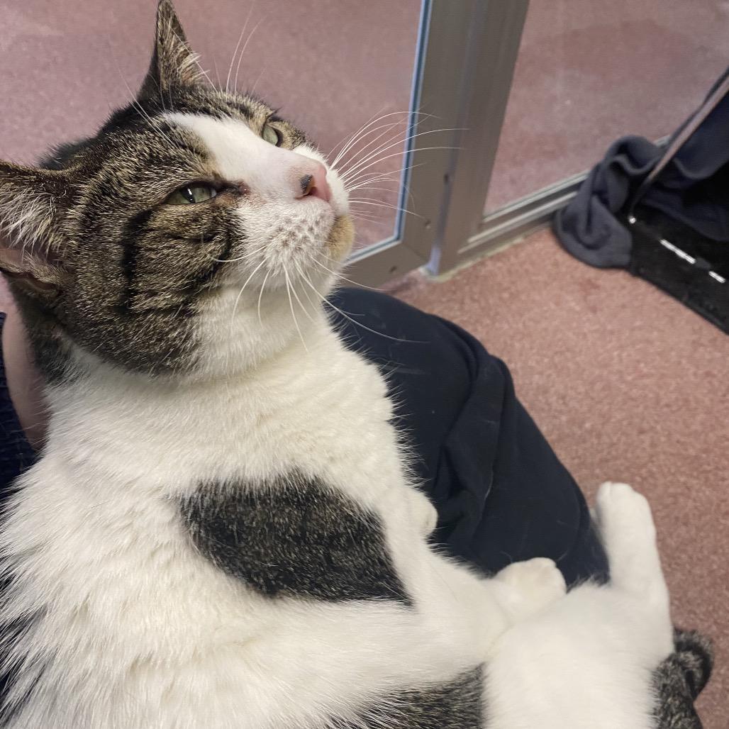 Mimi, a Adoptable Domestic Short Hair in Asheville, NC image 1/6
