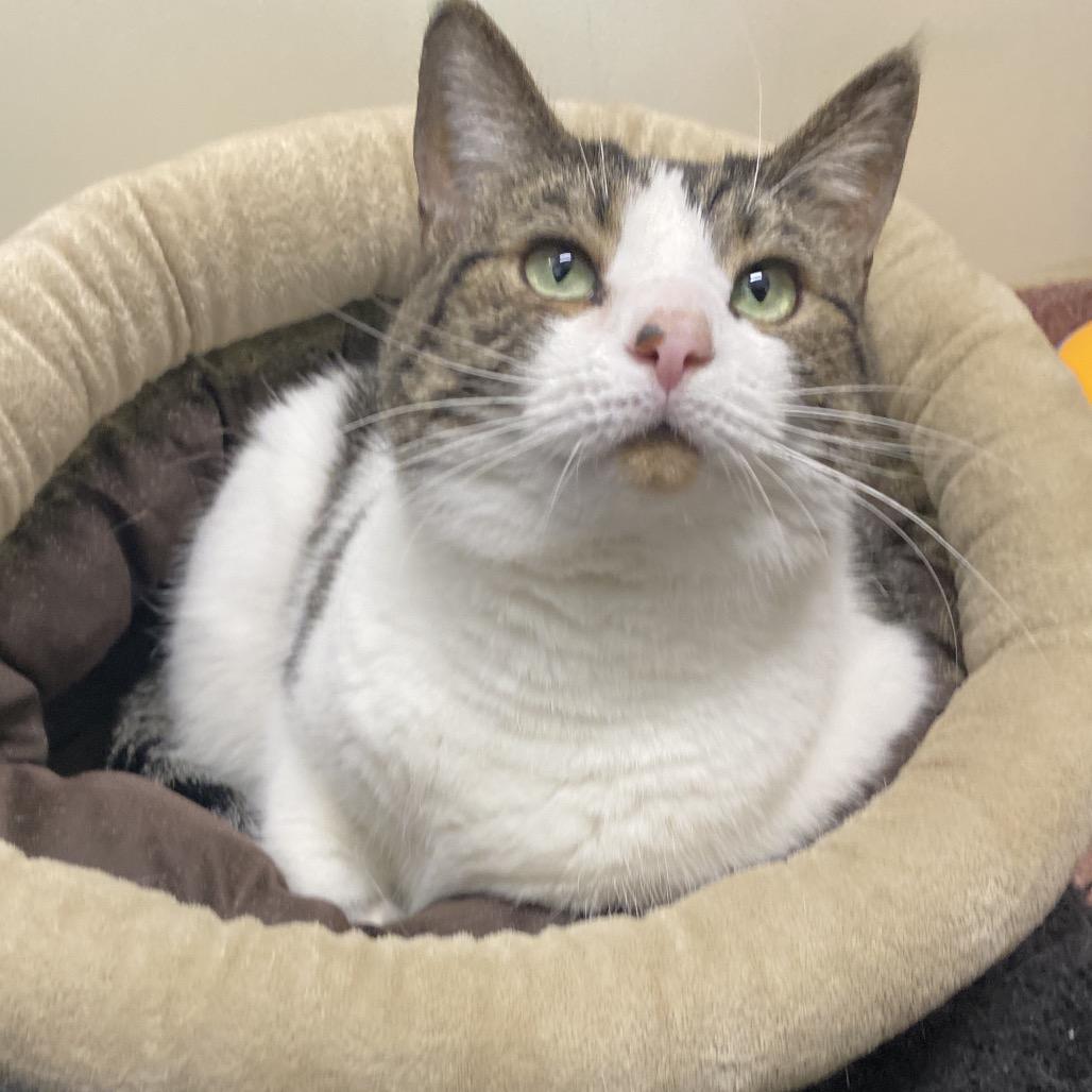 Mimi, a Adoptable Domestic Short Hair in Asheville, NC image 2/6