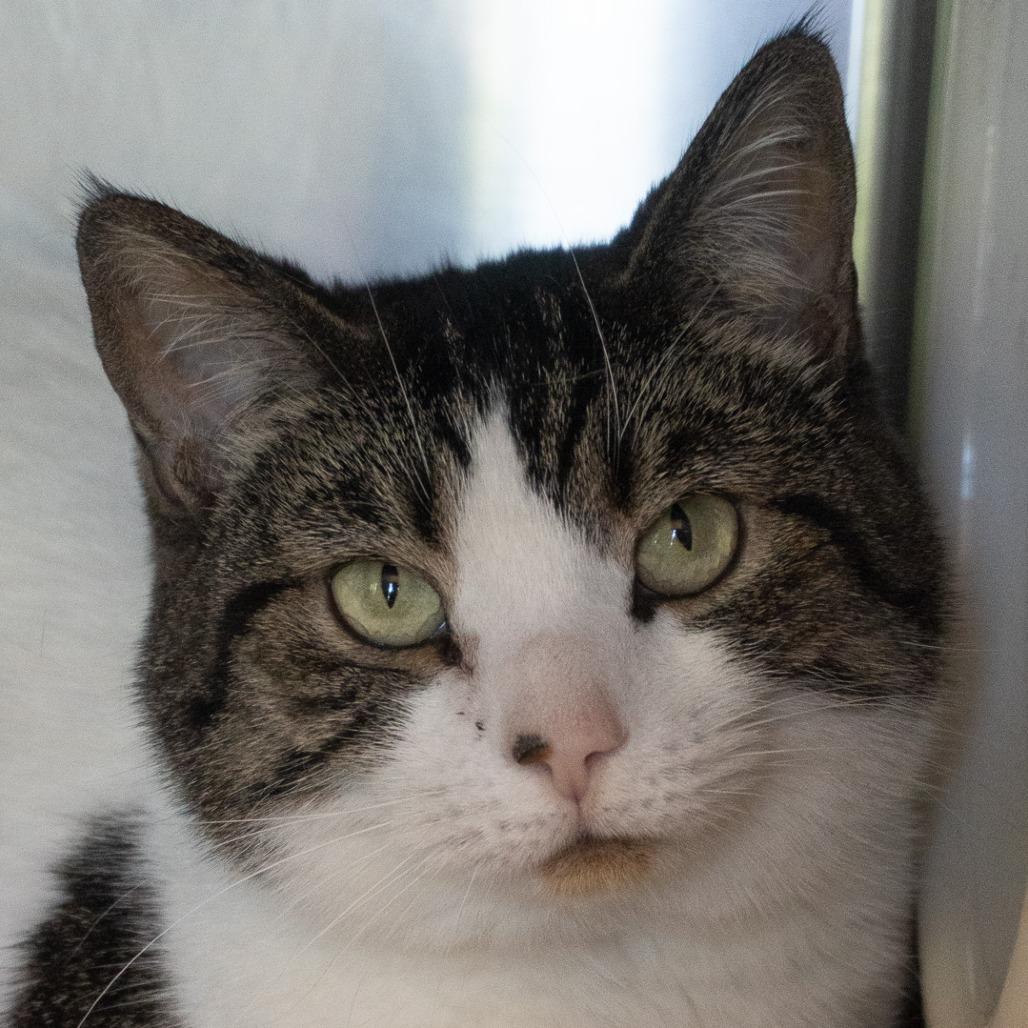Mimi, a Adoptable Domestic Short Hair in Asheville, NC image 3/6