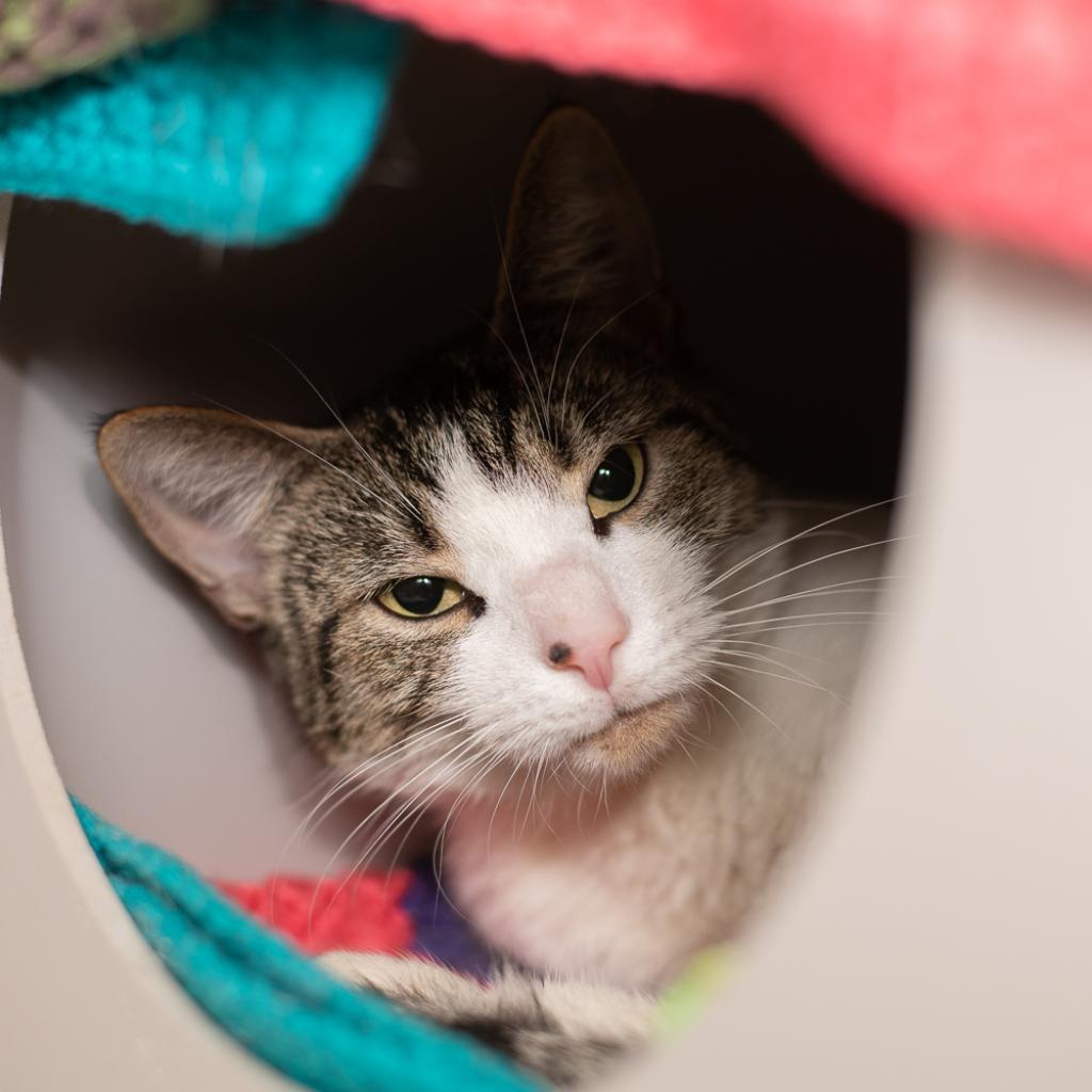 Mimi, a Adoptable Domestic Short Hair in Asheville, NC image 4/6