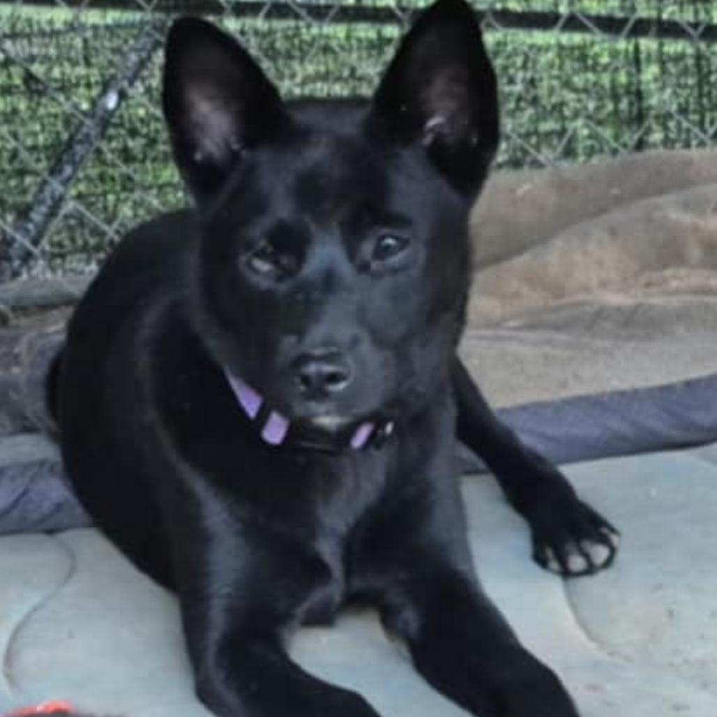 MOLLY, a Adoptable mixed breed in Cordova, TN image 1/3