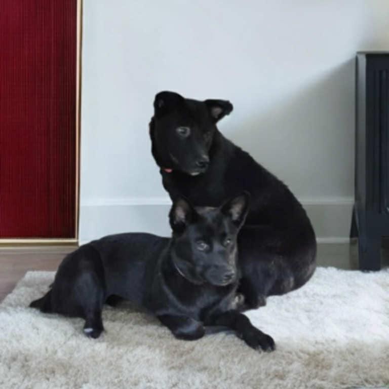 MOLLY, a Adoptable mixed breed in Cordova, TN image 2/3