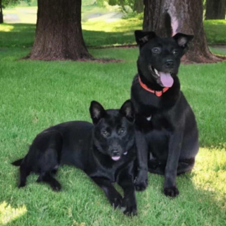 MOLLY, a Adoptable mixed breed in Cordova, TN image 3/3