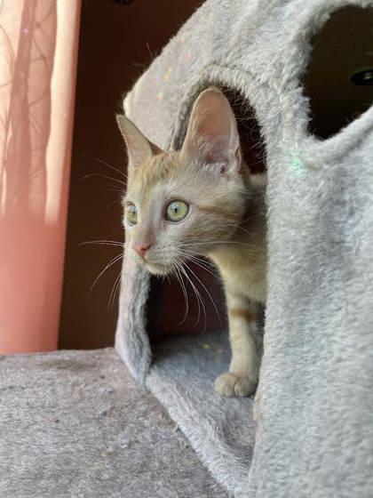 Zero (153524) (In a Foster Home)