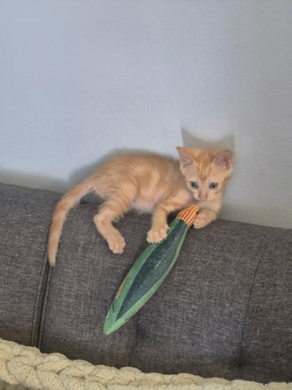 Zero (153524) (In a Foster Home)