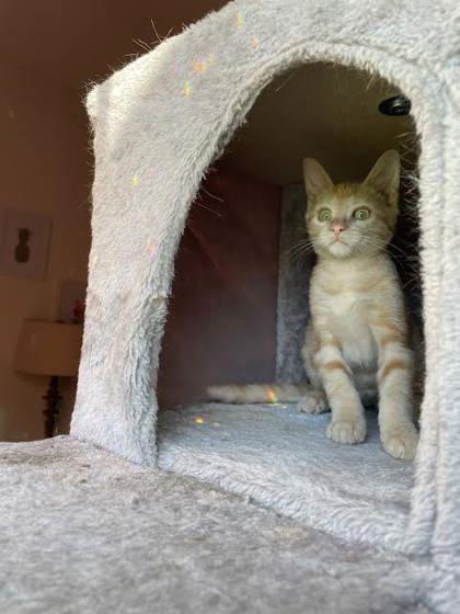 Zero (153524) (In a Foster Home)
