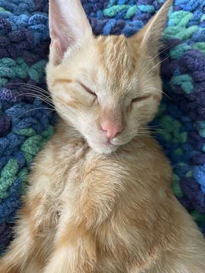 Zero (153524) (In a Foster Home)