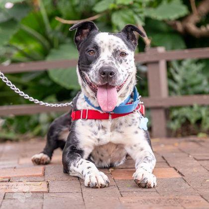 Cowboy, Adoptable, Adult Male Terrier & Mixed Breed.