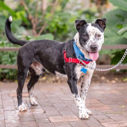 Enlarge Cowboy, a Adoptable mixed breed in Honolulu, HI image 2/3