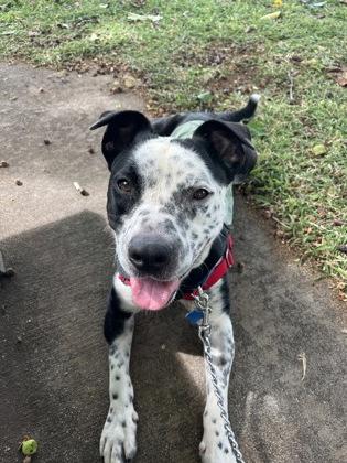Enlarge Cowboy, a Adoptable mixed breed in Honolulu, HI image 3/3