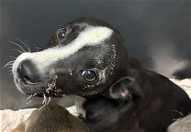 Enlarge Muffin - LONGTIME RESIDENT, a ADOPTABLE Pit Bull Terrier in Thousand Oaks, CA image 2/2