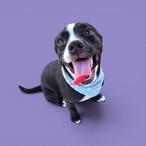 Muffin - LONGTIME RESIDENT, ADOPTABLE, Puppy Female Pit Bull Terrier.