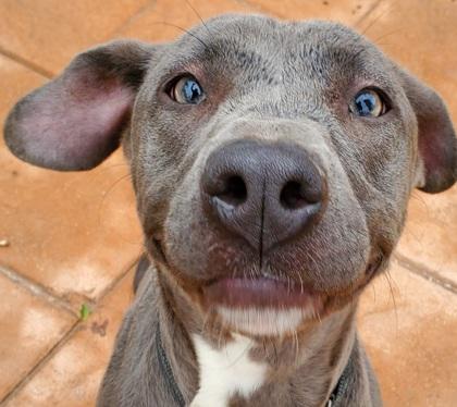 Enlarge Penny, a Adoptable mixed breed in Shreveport, LA image 1/2