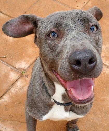 Enlarge Penny, a Adoptable mixed breed in Shreveport, LA image 2/2