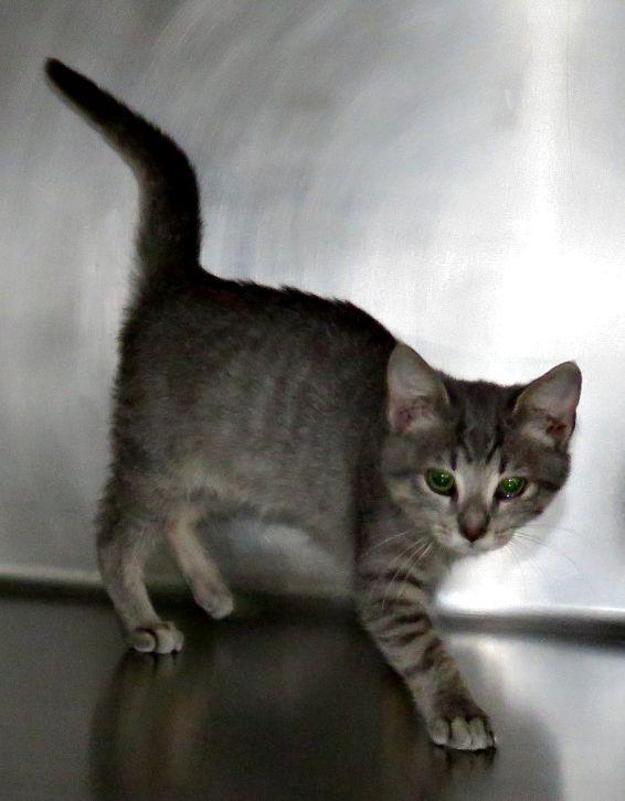 Enlarge George, a Adoptable mixed breed in Lexington, VA image 1/2