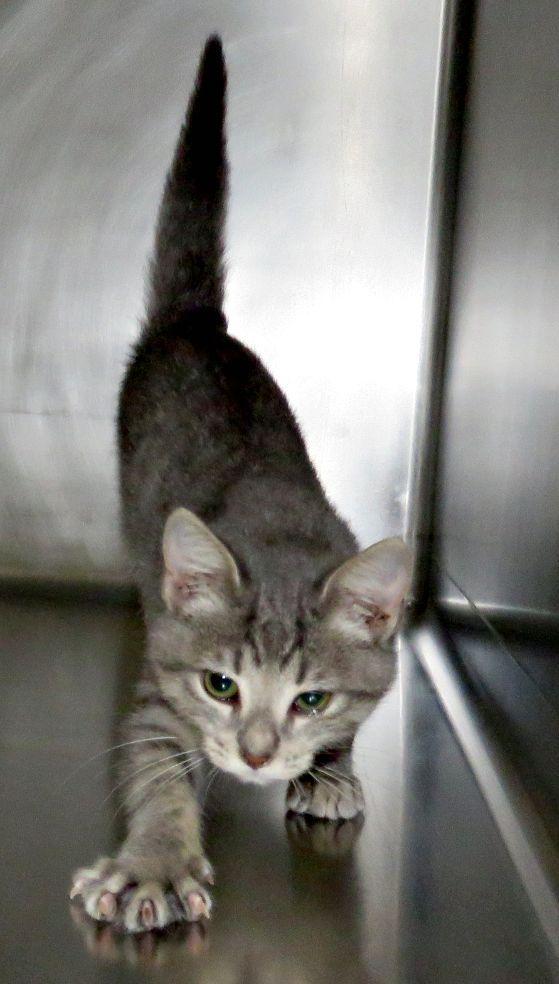 Enlarge George, a Adoptable mixed breed in Lexington, VA image 2/2