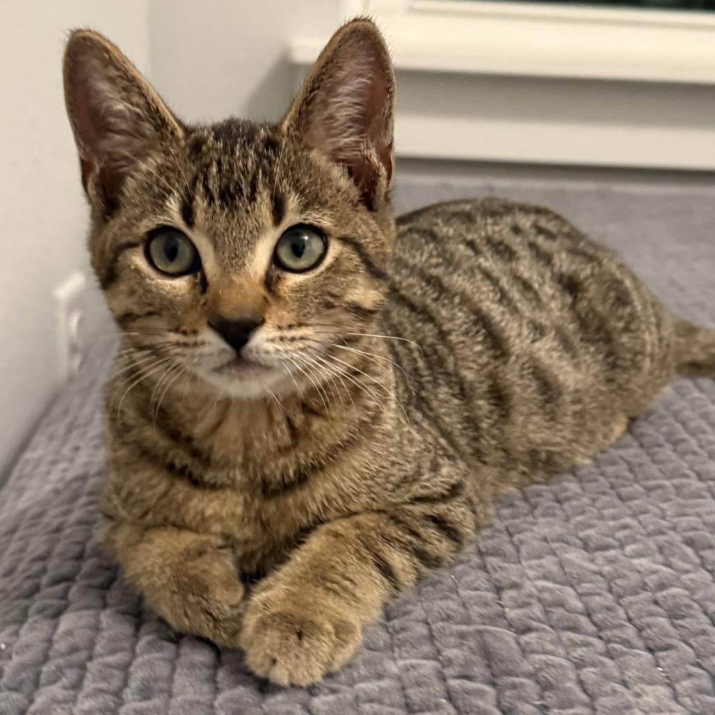 Enlarge Bunco, a Adoptable Domestic Short Hair in Ponte Vedra Beach, FL image 1/1