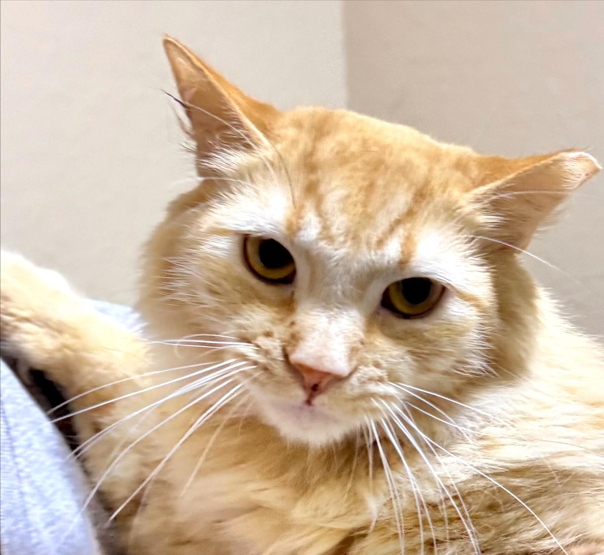 Orangie, Adoptable, Young Female Domestic Medium Hair.