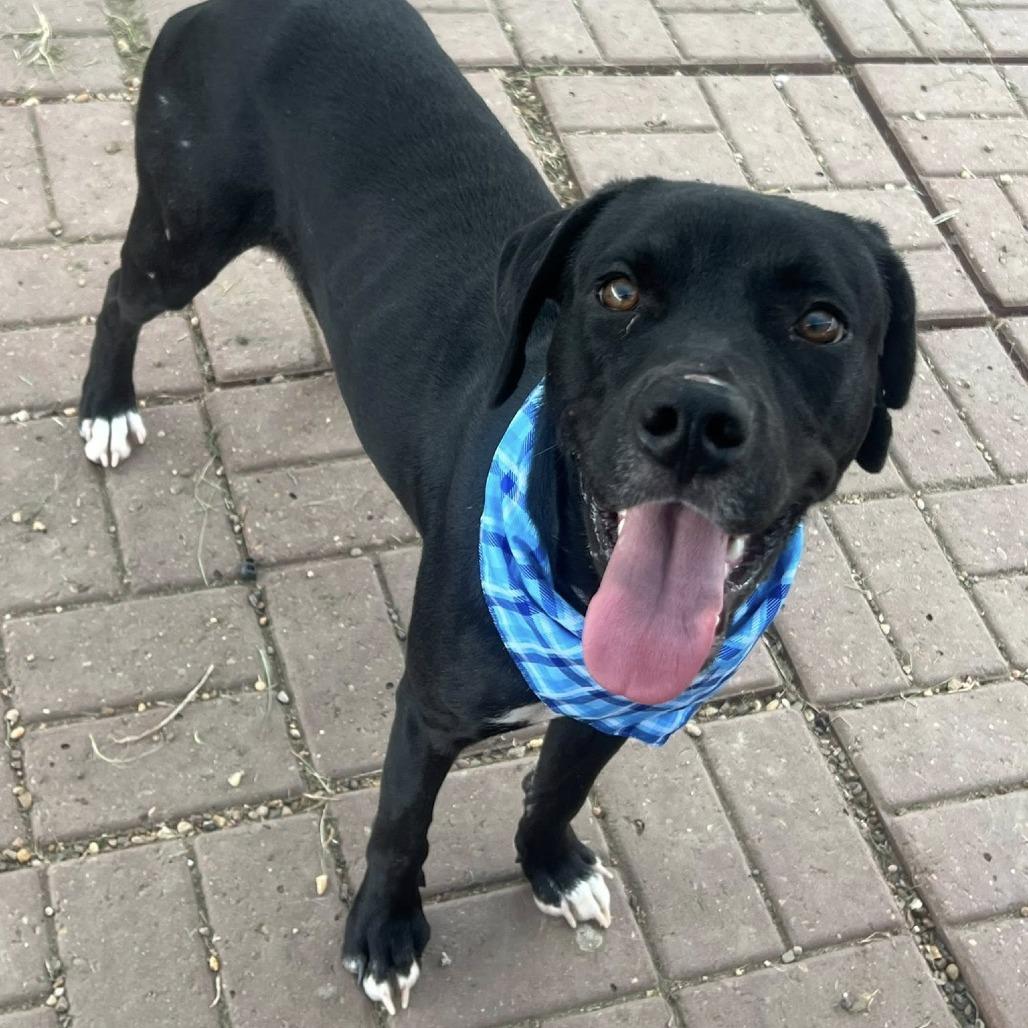 Atticus, Adoptable, Young Male Black Labrador Retriever.