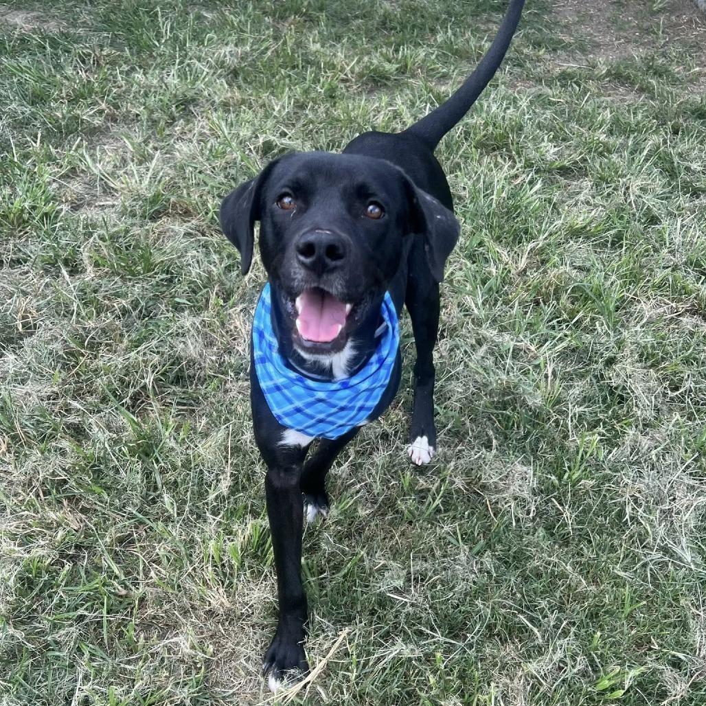 Enlarge Atticus, a Adoptable Black Labrador Retriever in Napa, CA image 4/6