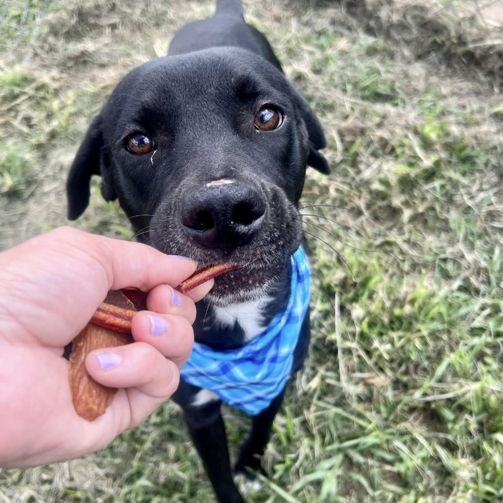 Enlarge Atticus, a Adoptable Black Labrador Retriever in Napa, CA image 5/6