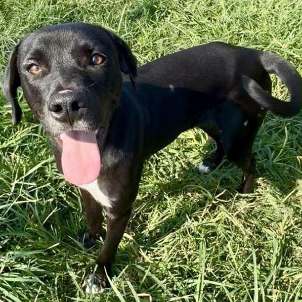 Enlarge Atticus, a Adoptable Black Labrador Retriever in Napa, CA image 6/6