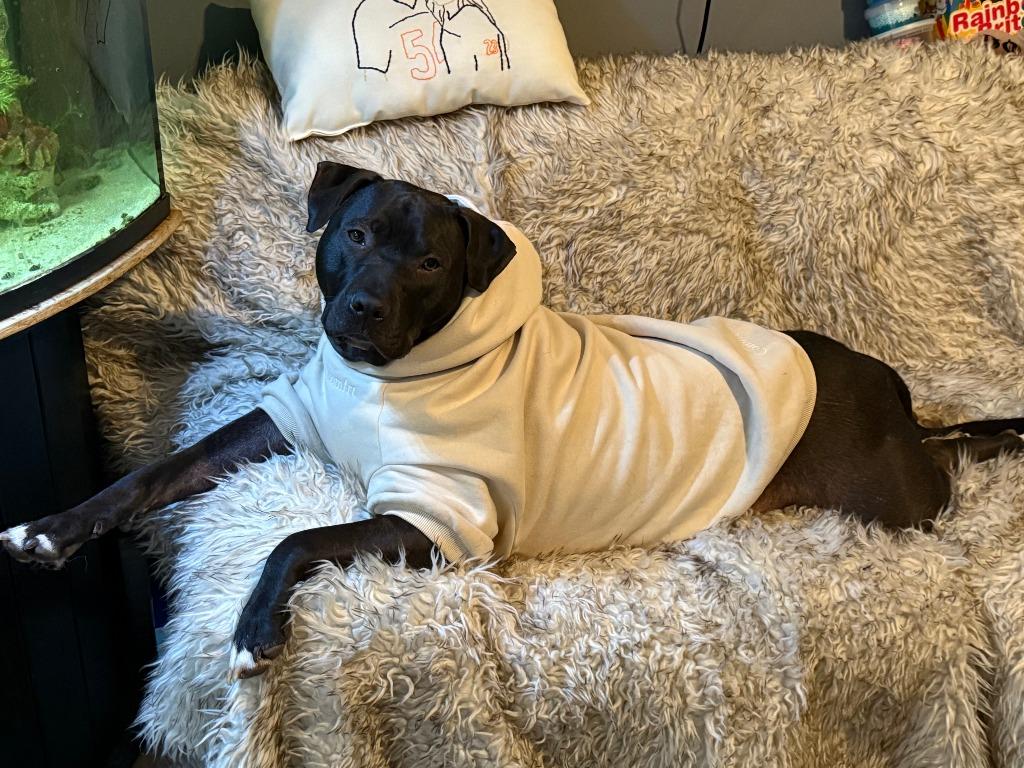 Enlarge Ash, a Adoptable mixed breed in Richfield, WI image 2/6