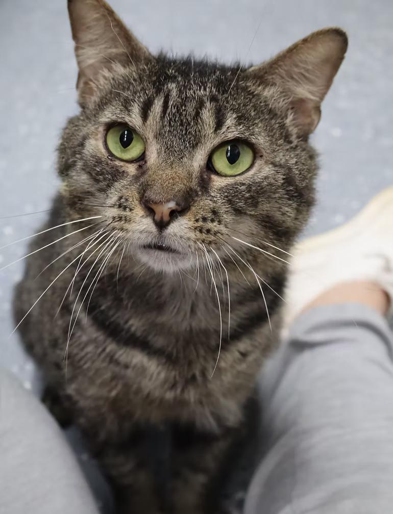 Zane, Adoptable, Adult Male Tabby.