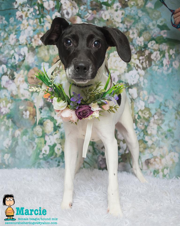 Marcie, a Adoptable mixed breed in Covington, KY image 1/5
