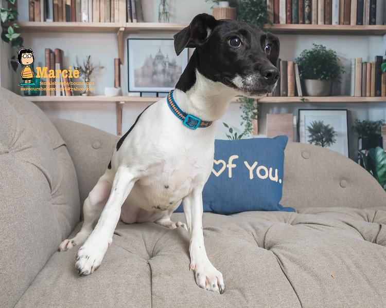 Marcie, Adoptable, Young Female Beagle & Hound.