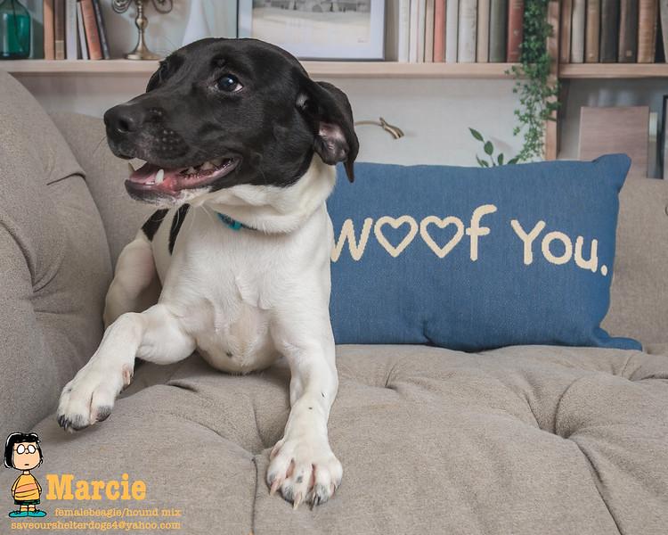 Marcie, a Adoptable mixed breed in Covington, KY image 3/5