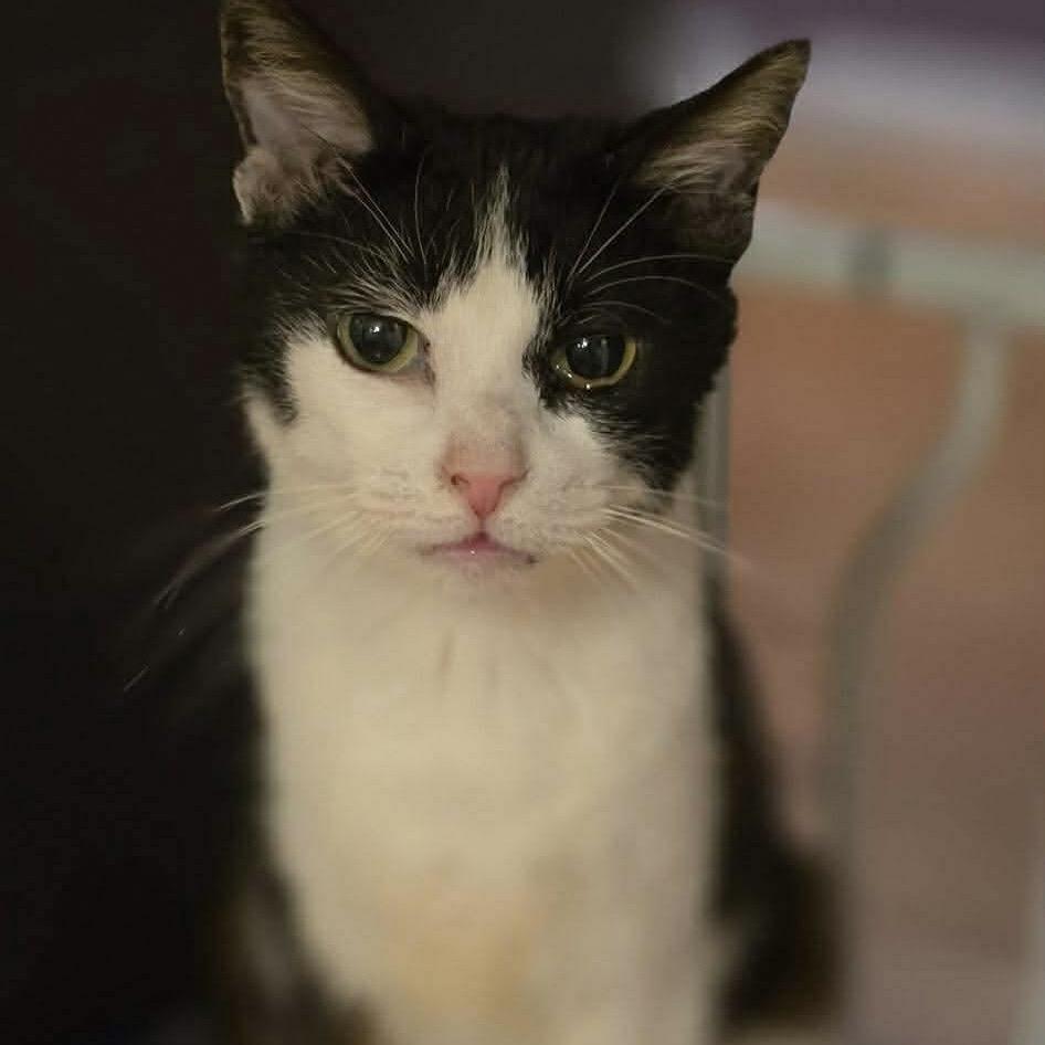 Mildred, Adoptable, Senior Female Domestic Short Hair & Domestic Short Hair.