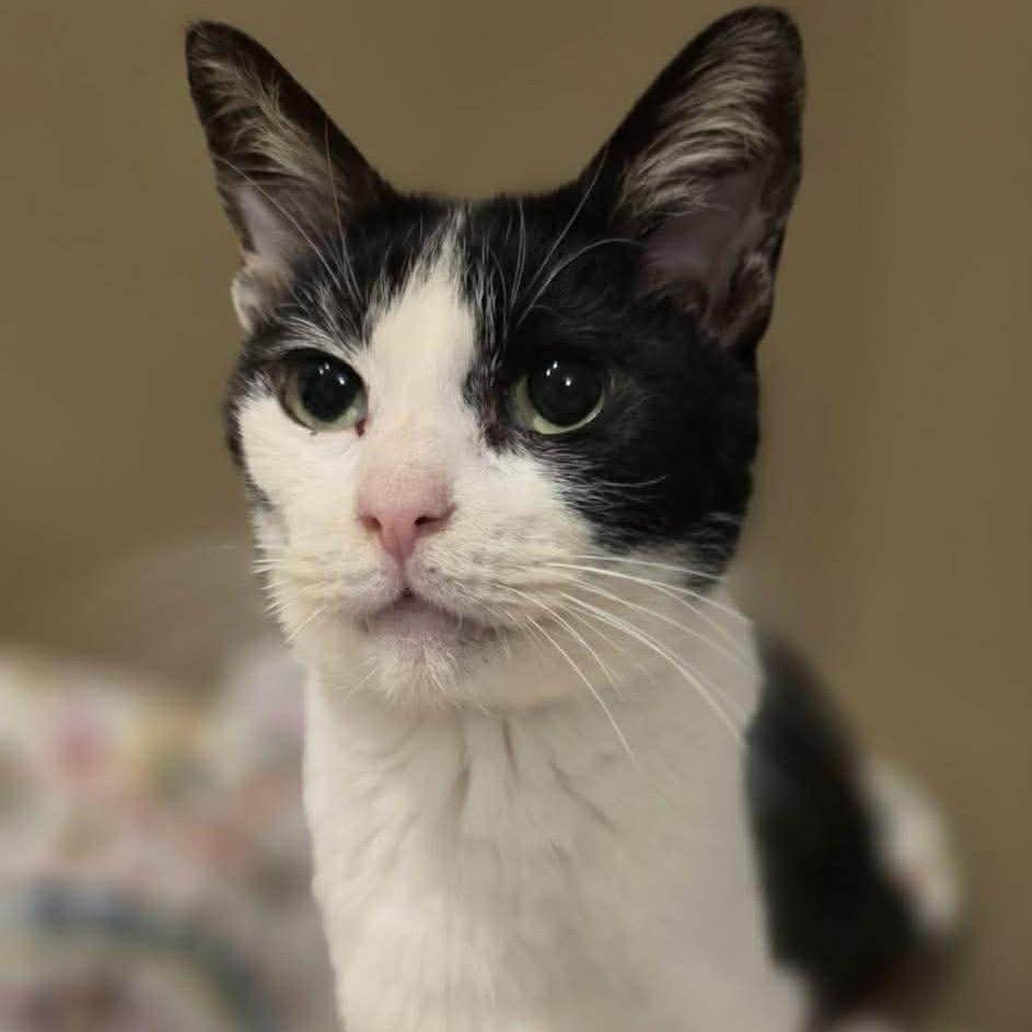 Mildred, a Adoptable mixed breed in Caryville, TN image 2/2