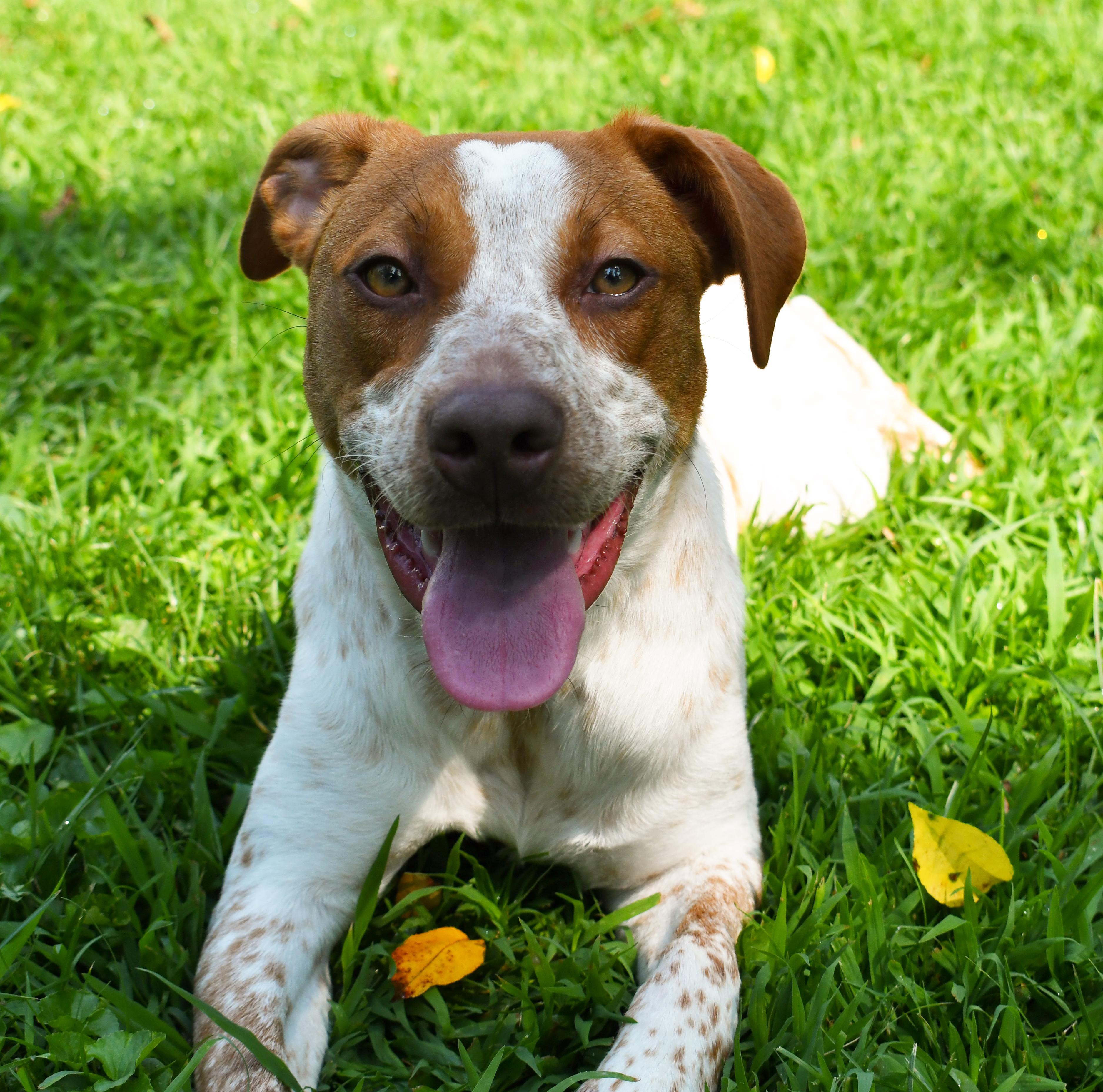 Alice, ADOPTABLE, Puppy Female German Shorthaired Pointer.