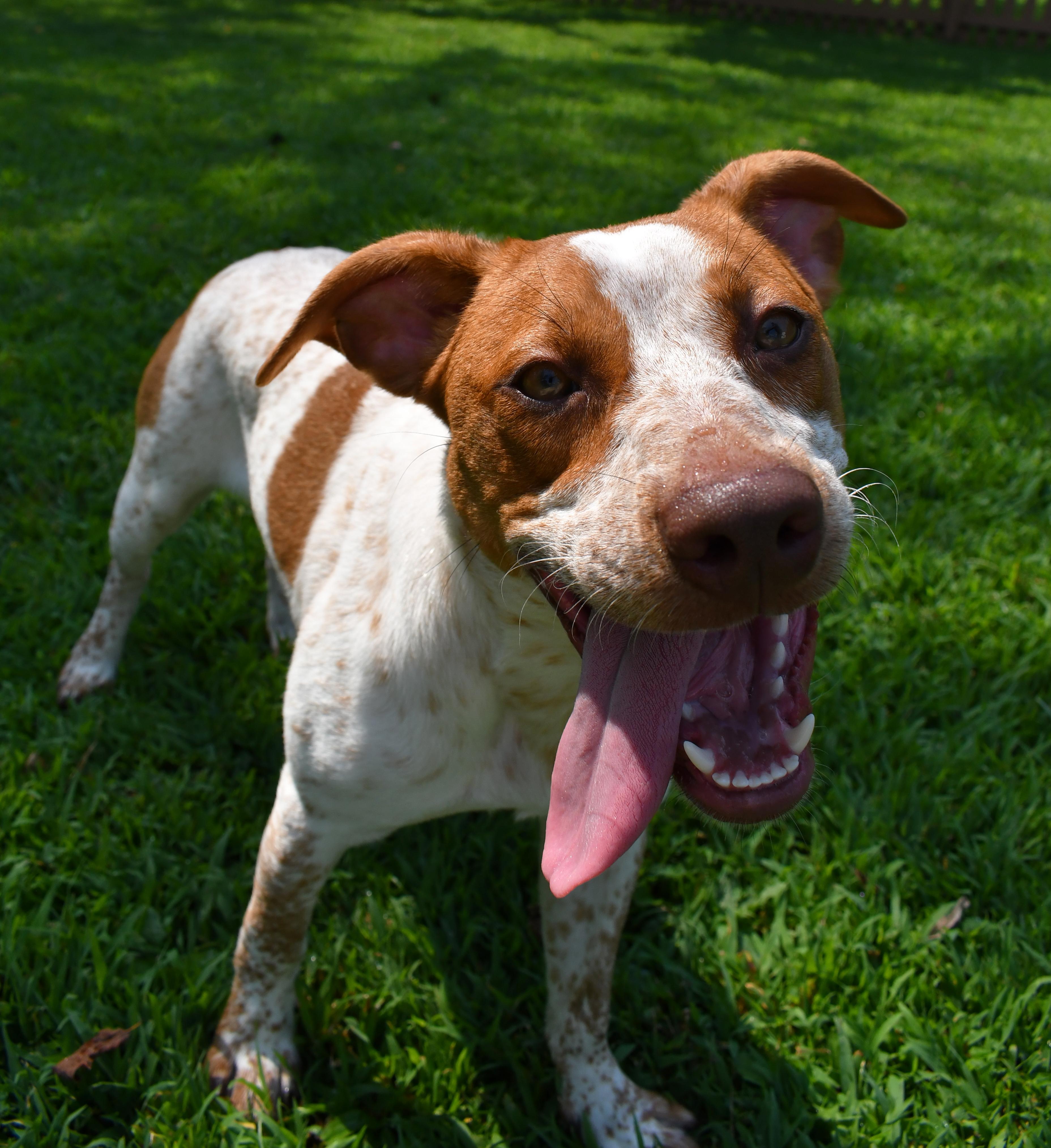 Enlarge Alice, a ADOPTABLE mixed breed in Silver Spring, MD image 3/3