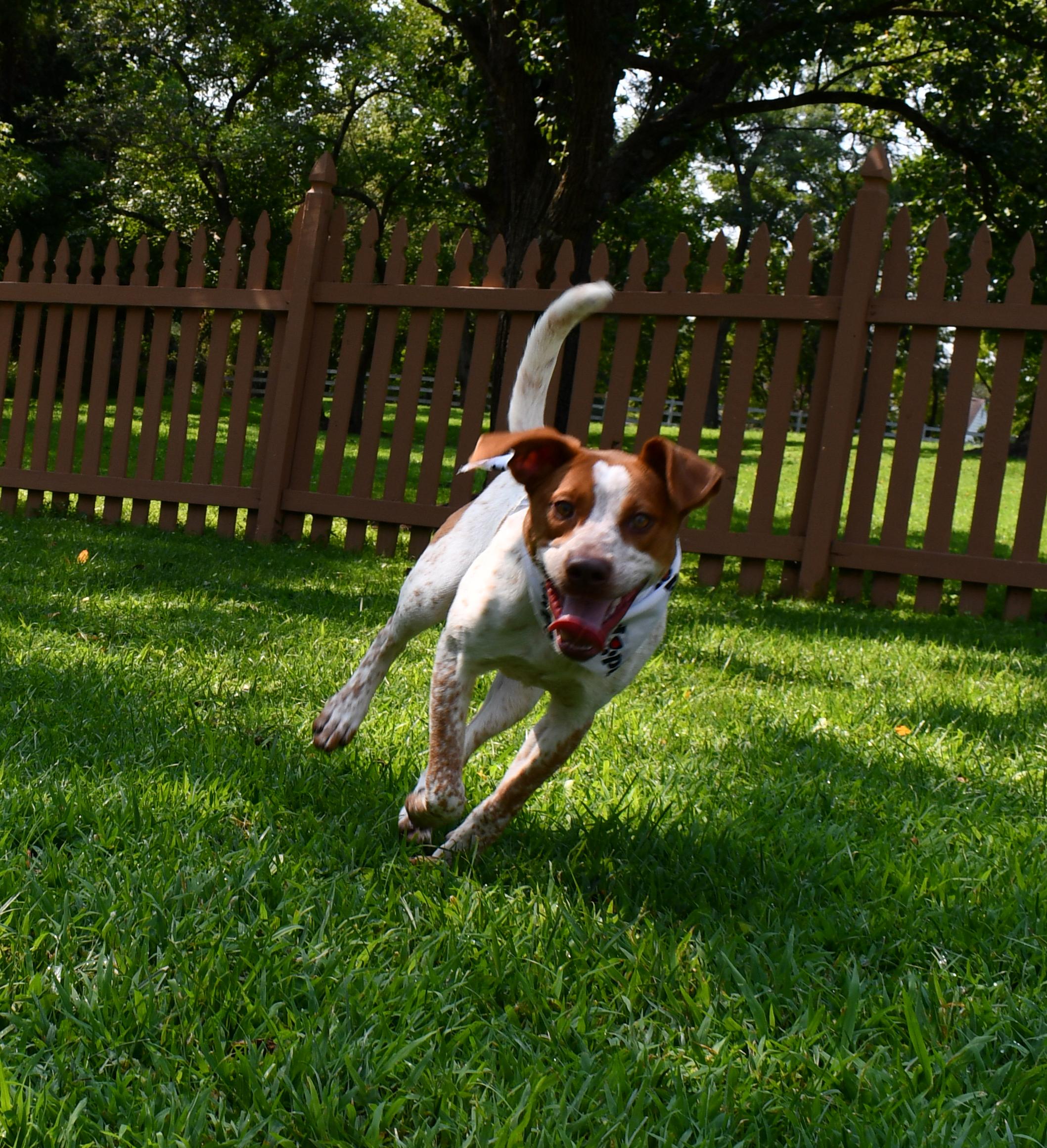 Enlarge Alice, a ADOPTABLE mixed breed in Silver Spring, MD image 2/3
