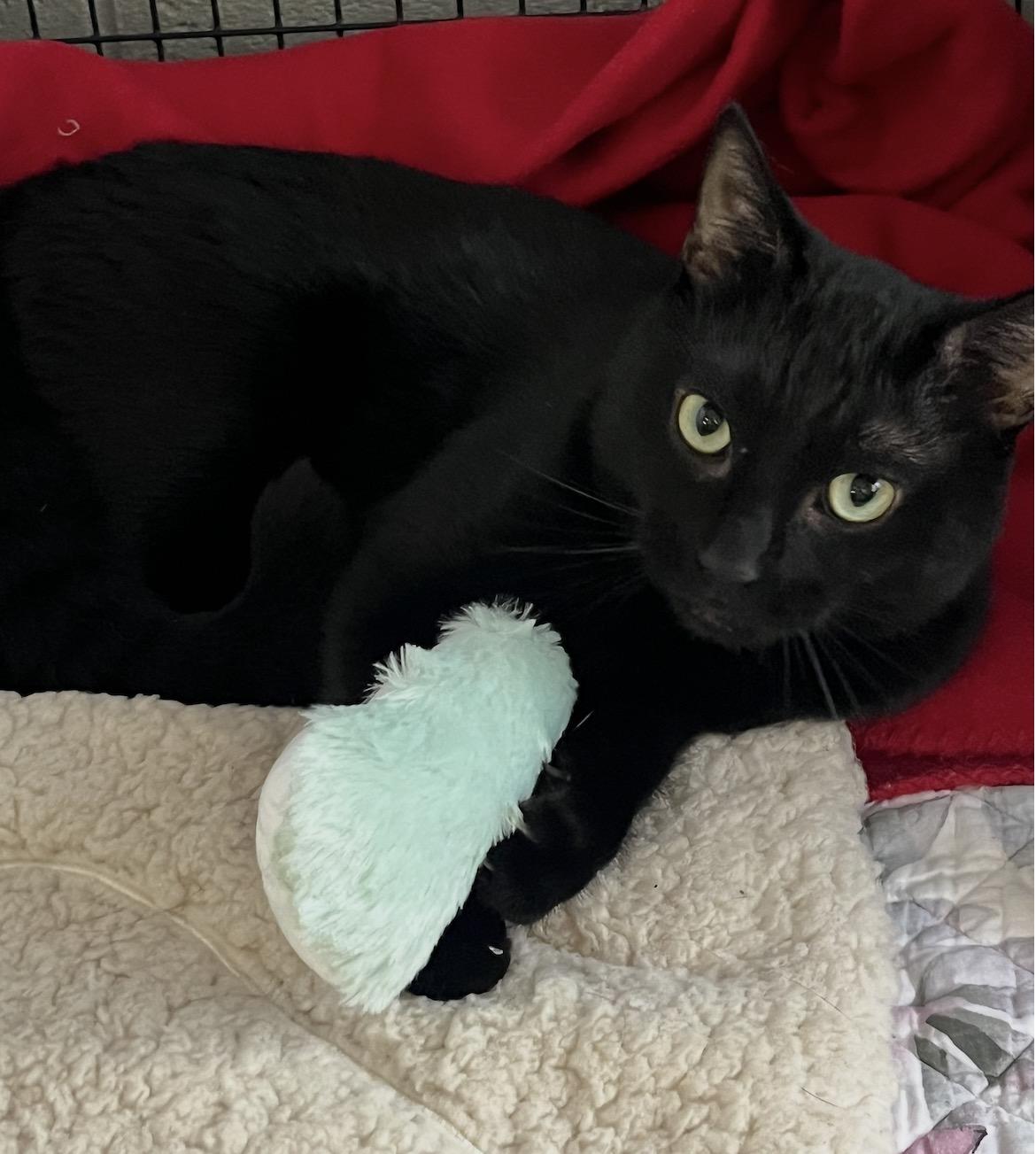Enlarge Binx, a ADOPTABLE mixed breed in Mendham, NJ image 3/4