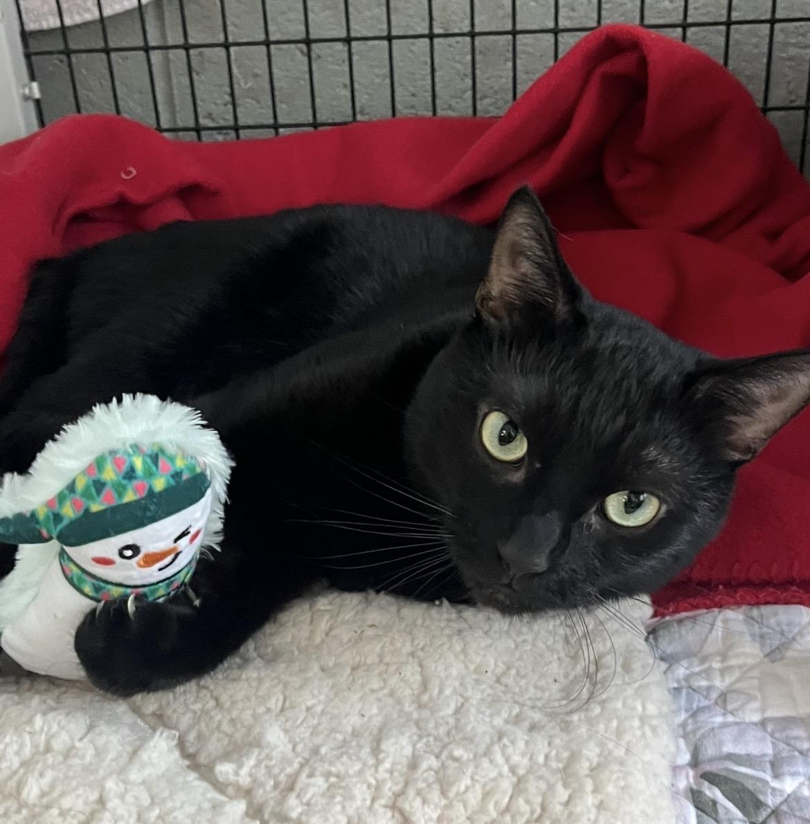 Enlarge Binx, a ADOPTABLE mixed breed in Mendham, NJ image 4/4