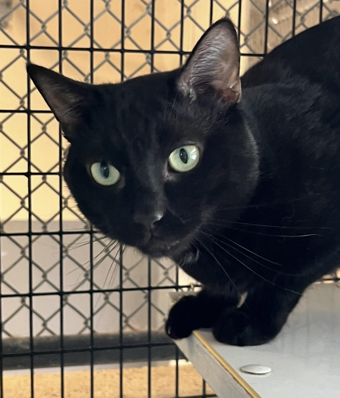 Enlarge Binx, a ADOPTABLE mixed breed in Mendham, NJ image 2/4