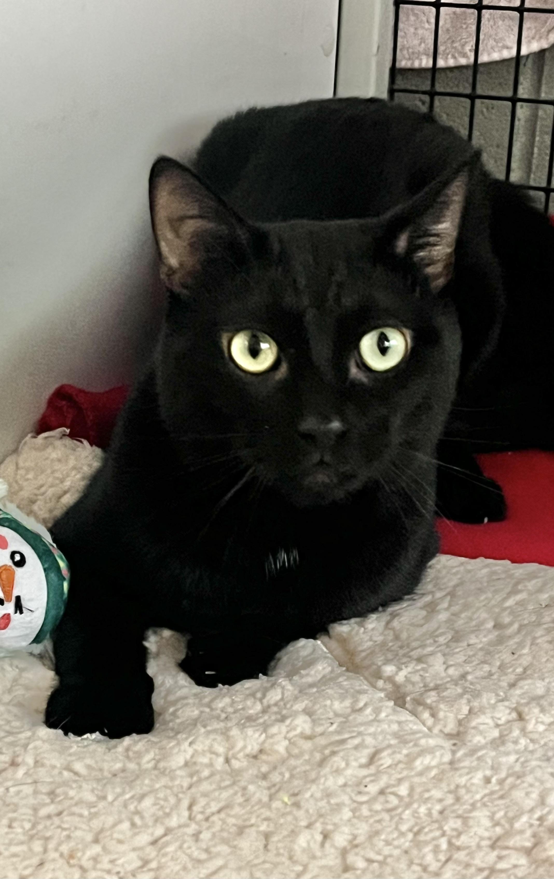Enlarge Binx, a ADOPTABLE mixed breed in Mendham, NJ image 1/4