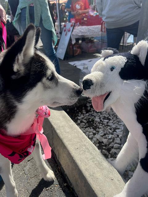 Tracey (Nova) *VOLUNTEER FAVORITE*, ADOPTABLE, Adult Female Siberian Husky & Husky.